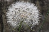 Paardebloem, Taraxacum, Dandelion, Lowenzahn