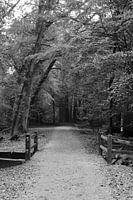 A forest path with a black and white bridge