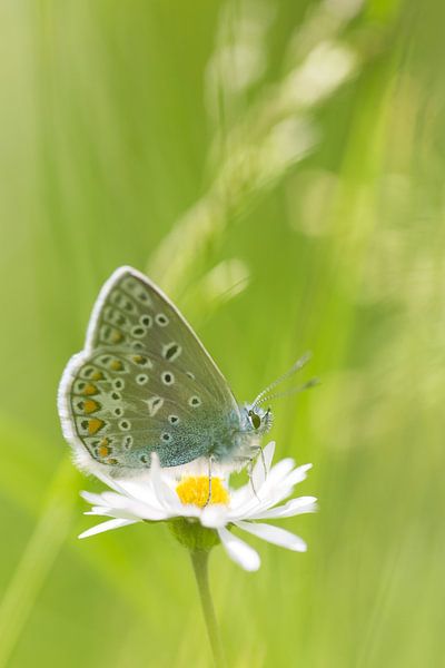 Spiksplinternieuw Icarusblauwtje vlinder op bloem van Mark Scheper op canvas, behang VT-31