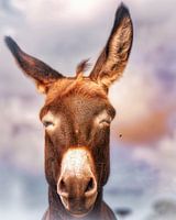 Donkey with fly