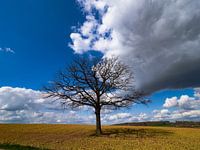 Landscape with tree on yellow field