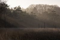 De belles harpes solaires !