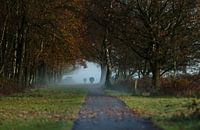 Hooglanders in ochtendnevel van de Maashorst