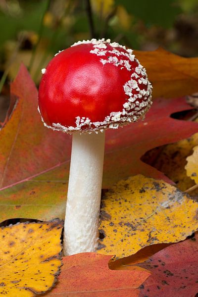 Nahaufnahme eines leuchtend roten Amanita Muscaria-Pilzes von W J Kok