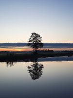 Reflektierender Baum
