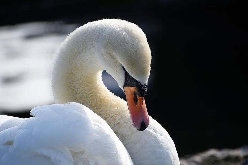Kopfporträt eines schönen stummen Schwans (Cygnus olor) Kopierraum, ausgewählter Fokus von Maren Winter