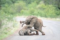 Spielen mit Elefanten 3