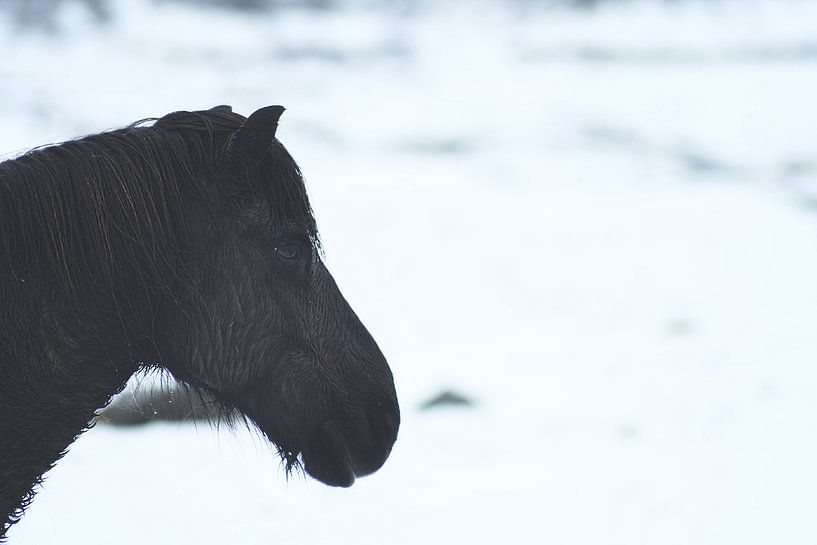 Isländer in Island von AJ Zuidema