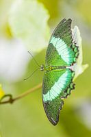 Beautiful green exotic butterfly