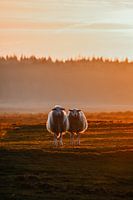 Drenthe vertäut Schafe in der Abendsonne.
