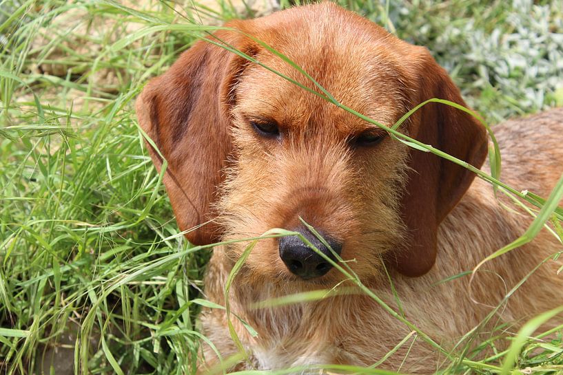 Klein lief jong hondje von Petra Van Hijfte