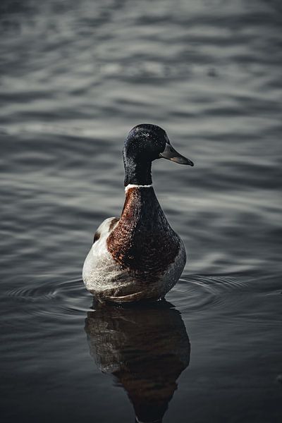 Stockente von Tamara S.
