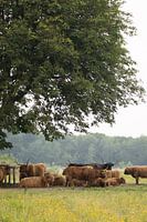 Schottische Highlander