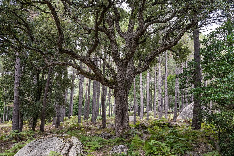 Le vieux chêne-liège par Rene Jacobs