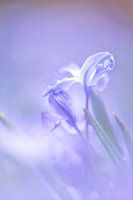 Photo of large snow flower in pastel shades
