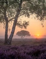 Matin rouge sur la lande