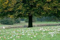 City park tree goose