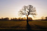 Le soleil levant projette sa lumière sur un arbre dénudé
