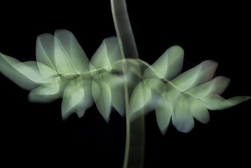 Jasminblätter in Bewegung mit ICM-Technik von Jefra Creations