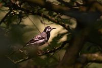 Bachstelze im Sonnenlicht