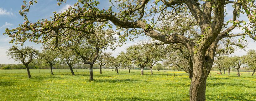 Des rangées de vieux pommiers dans un verger  par Sjoerd van der Wal Photographie