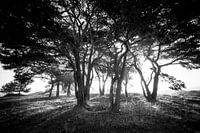 Zonsopkomst Balloereveld