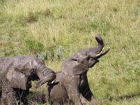 Eléphant avec trompe en haut