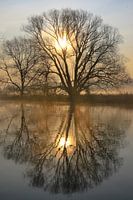 Bäume an der Ruhr 2