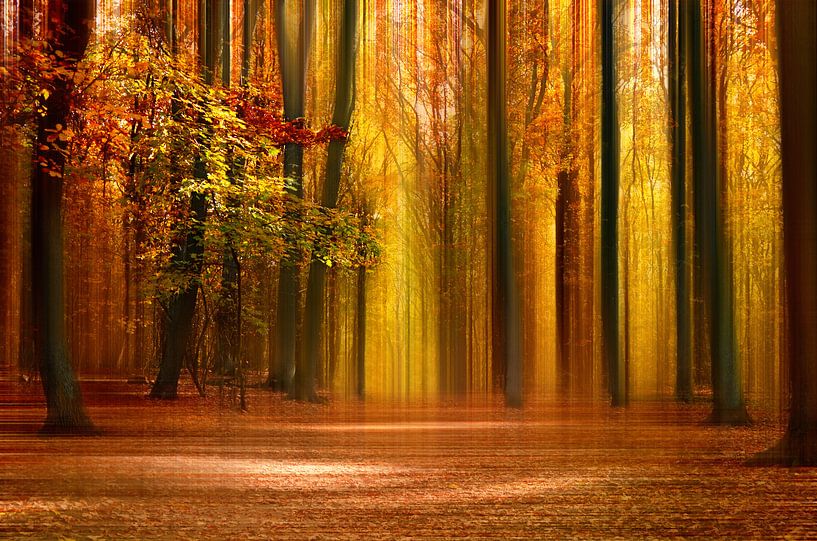 Automne par Violetta Honkisz