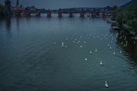 Zwanenmeer in Praag 