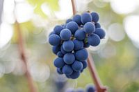 Blue grapes