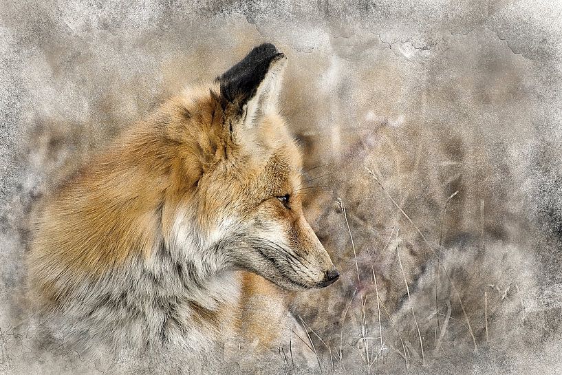 Renard roux - Peintures numériques par Diana van Tankeren