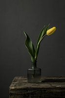Picture of yellow tulip in vase