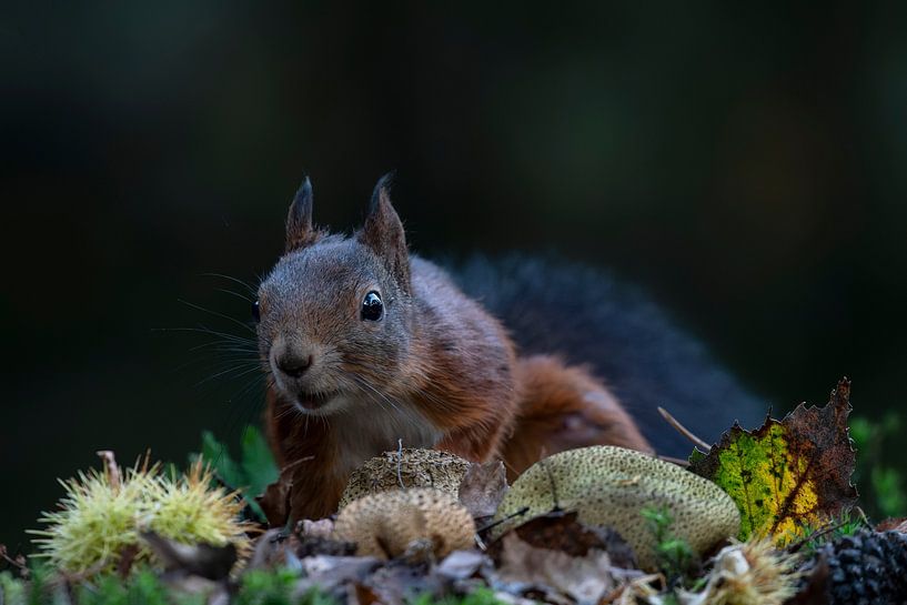 Squirrel in an autumn forest. by Albert Beukhof