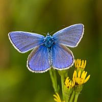 Die schönste Common Blue auf Ihrer Wand ...