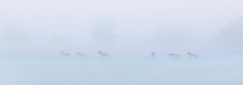 Konik horses in the fog on a beautiful foggy spring morning in the national park Lauwersmeer by Bas Meelker