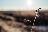 Palmier mûr sur l'herbe - détail photo nature