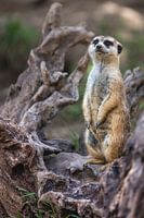Portret van enig meerkat of Suricate die met wazige achtergrond staan