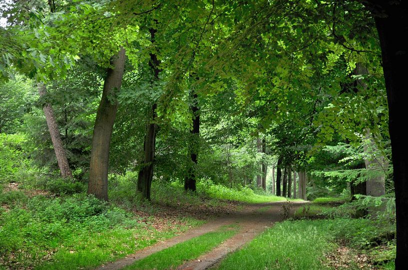 Carriage track through the forest by Corinne Welp