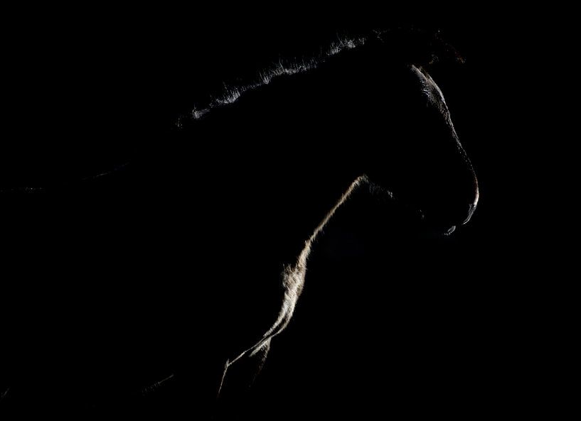 Konik horses by Andy van der Steen - Fotografie