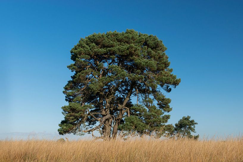 Wunderschöner markanter Baum auf dem Moor von Patrick Verhoef