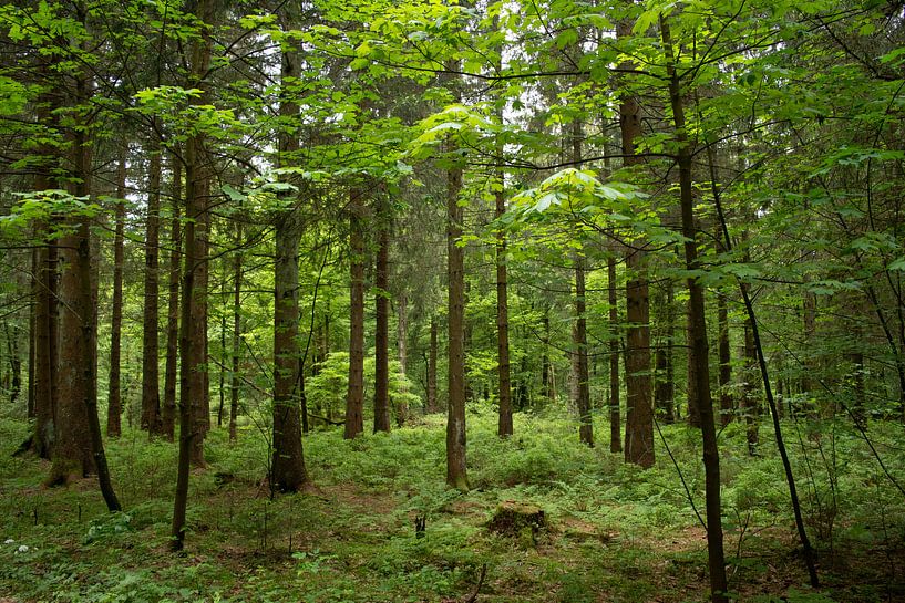 forest by Jan van Voorst Vader