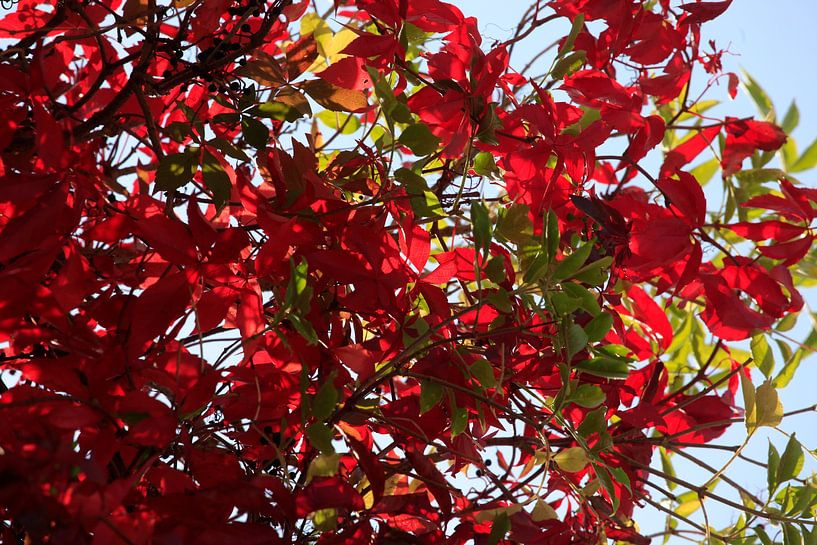 Autumn Season by Thomas Jäger