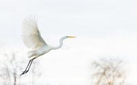 Flying great egret