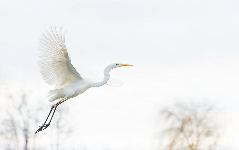 Flying great egret by Danny Slijfer Natuurfotografie