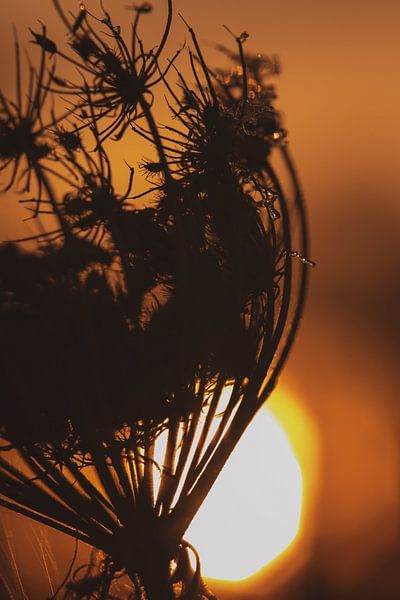 Wild flower silhouette by audreyhoubenfotografie