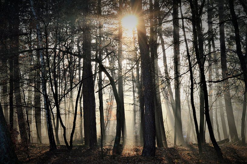 Natur von Edita Boer-Ghukasyan