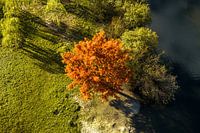 Roter Baum von oben gesehen