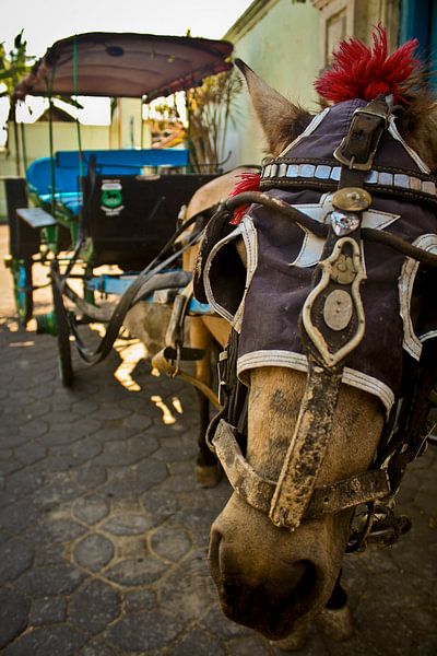 Cheval par BL Photography