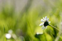 Zartes Frühlingslicht auf Gänseblümchen